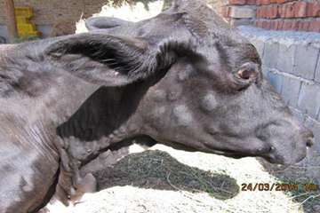 گزارش تصویری عملیات کنترل بیماری لمپی اسکین در استان آذربایجانشرقی