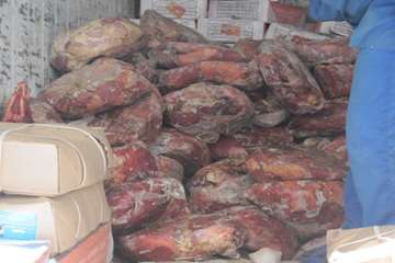 عملكرد شبكه دامپزشكي شهرستان بناب به روايت تصوير