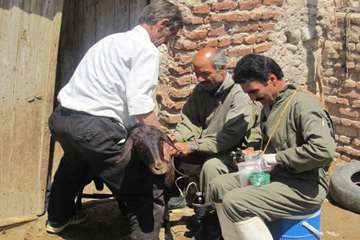 عملكرد شبكه دامپزشكي شهرستان آذرشهر به روايت تصوير