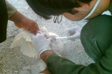 عملكرد شبكه دامپزشكي شهرستان ملكان به روايت تصوير