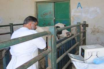 عملكرد شبكه دامپزشكي شهرستان تبريز به روايت تصوير