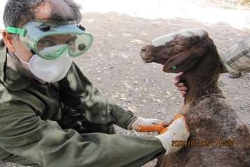 عملكرد شبكه دامپزشكي شهرستان تبريز به روايت تصوير