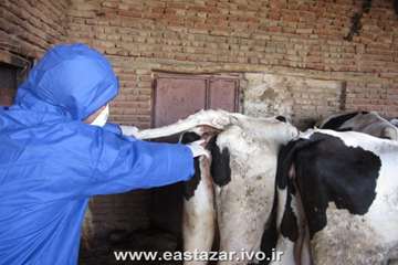 گزارش تصویری عملیات کنترل بیماری لمپی اسکین در استان آذربایجانشرقی