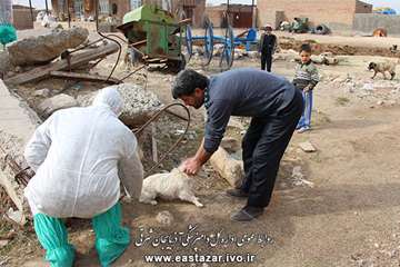 بمناسبت ایام ا... دهه فجر انجام واکسیناسیون، سمپاشی اماکن دامی و ویزیت رایگان دام های روستایی در روس