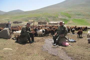 عملكرد شبكه دامپزشكي شهرستان بناب به روايت تصوير