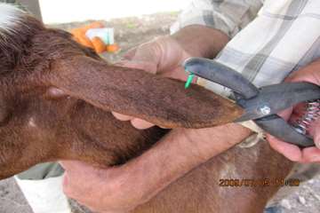 عملكرد شبكه دامپزشكي شهرستان تبريز به روايت تصوير