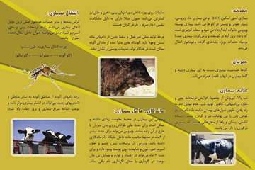 گزارش تصویری عملیات کنترل بیماری لمپی اسکین در استان آذربایجانشرقی