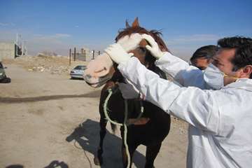 عملكرد شبكه دامپزشكي شهرستان تبريز به روايت تصوير