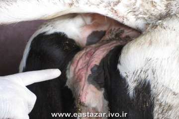 گزارش تصویری عملیات کنترل بیماری لمپی اسکین در استان آذربایجانشرقی