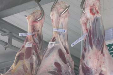 عملكرد شبكه دامپزشكي شهرستان تبريز به روايت تصوير