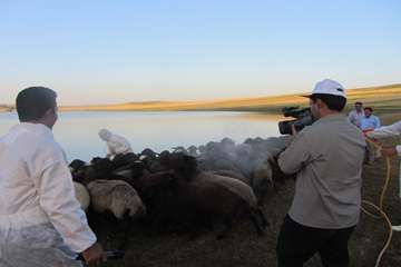 عملكرد شبكه دامپزشكي شهرستان هشترود به روايت تصوير