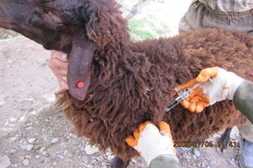 عملكرد شبكه دامپزشكي شهرستان تبريز به روايت تصوير