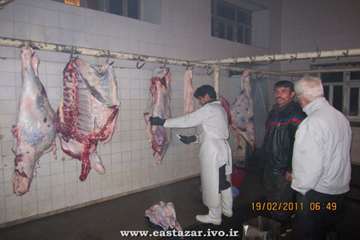 عملکرد اداره دامپزشکی شهرستان ملکان به روایت تصویر