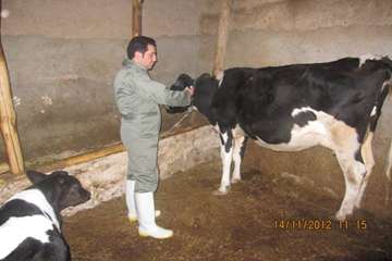 عملكرد شبكه دامپزشكي شهرستان ملكان به روايت تصوير