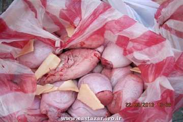 عملکرد اداره دامپزشکی شهرستان ملکان به روایت تصویر