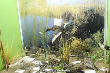 گزارش تصویری بازدید مدیر کل دامپزشکی استان از موزه حیات طبیعی