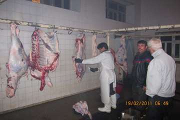 عملكرد شبكه دامپزشكي شهرستان ملكان به روايت تصوير