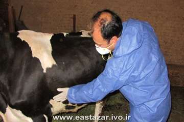 گزارش تصویری عملیات کنترل بیماری لمپی اسکین در استان آذربایجانشرقی