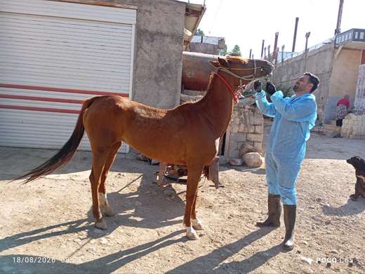 اردوی جهادی دو روزه اداره کل دامپزشکی استان آذربایجان شرقی«شهید علی حمید زاده» در روستاهای سعادت او و دوده شهرستان هشترود
