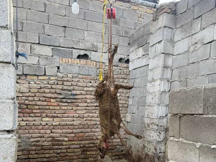 پلمب سه واحد کشتارگاه زیرزمینی غیرمجاز در تبریز توسط اداره کل دامپزشکی استان