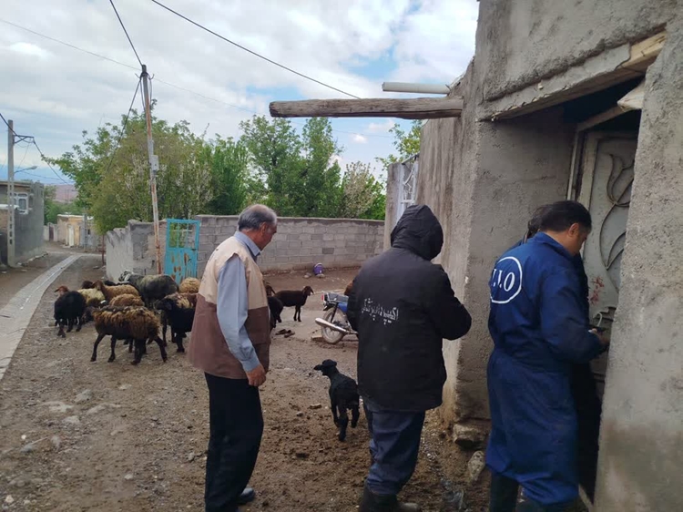 ارائه خدمات دامپزشکی رایگان در قالب اردوی جهادی در روستای کرامه میانه