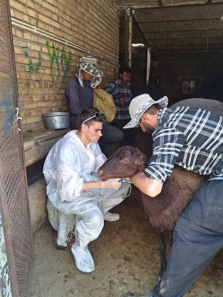 اردوی جهادی اداره کل دامپزشکی استان آذربایجان شرقی میمهان روستایی نوجه ده درق شهرستان مرند