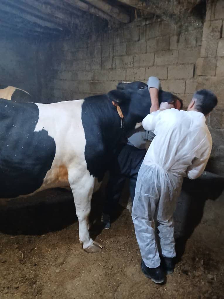 واکسیناسیون و ویزیت رایگان دام به مناسبت هفته بسیج در شهرستان ملکان