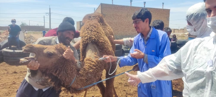 واکسیناسیون کامل جمعیت هدف شتر شهرستان شبستر بر علیه بیماری شاربن 