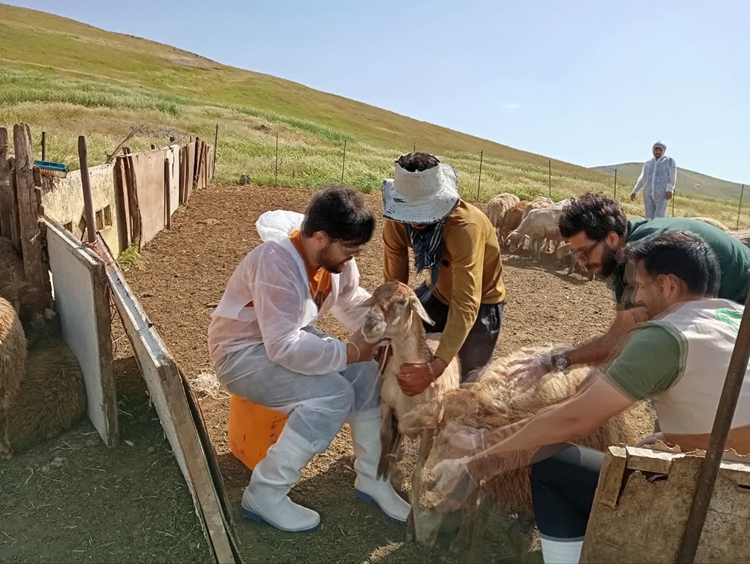 ییلاقات نواسر هوراند میزبان اردوی جهادی دامپزشکی شد