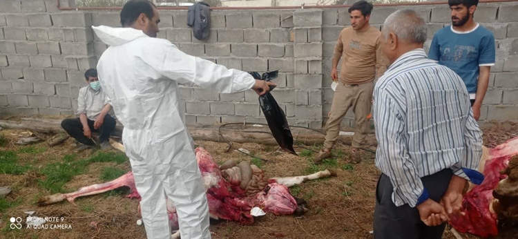 دفن بهداشتی چهار رأس دام سنگین در یکی از روستاهای شهرستان میانه که دچار برق گرفتگی شده بودند