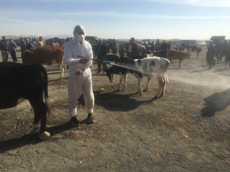 ضدعفونی میدان دام شهرستان ملکان 