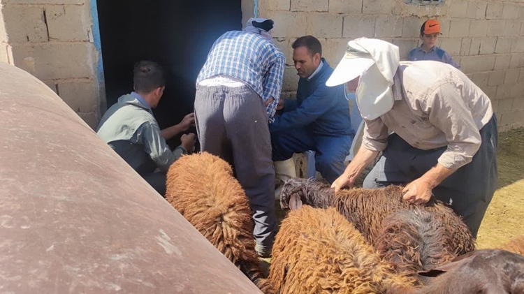 عملکرد اداره دامپزشکی شهرستان ملکان به مناسبت هفته دفاع مقدس