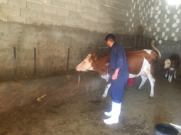 عملکرد اداره دامپزشکی شهرستان ملکان در هفته دامپزشکی