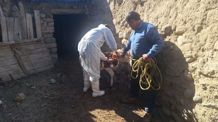 واکسیناسیون دام‌های روستای زاویه به مناسبت هفته پدافند غیرعامل در شهرستان عجب‌شیر