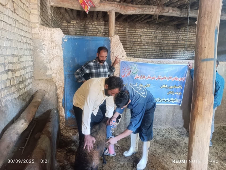 ارائه خدمات رایگان دامپزشکی شهرستان چاراویماق با تشکیل اردوی جهادی دامپزشکی مزین  بنام هفته دفاع مقدس