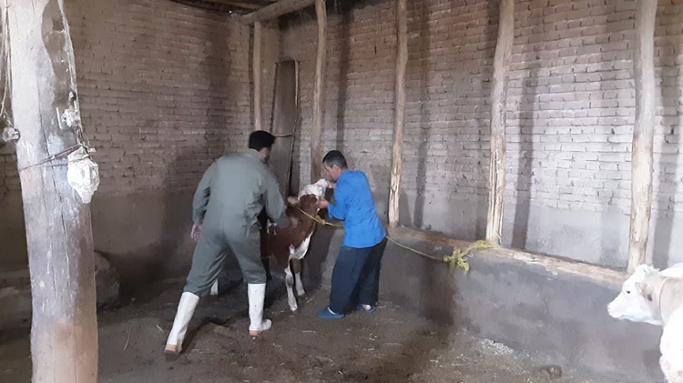 سمپاشی، واکسیناسیون و معاینه رایگان دام به مناسبت گرامیداشت هفته دولت در شهرستان ملکان