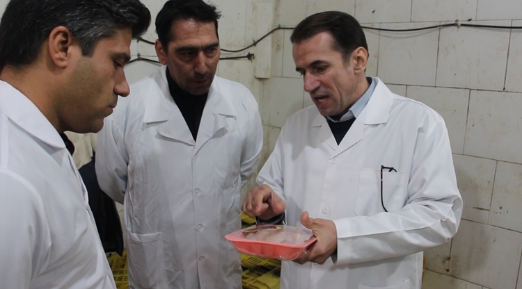 بازدید شبانه مدیرکل دامپزشکی استان از خط تولیدیک کشتارگاه صنعتی طیور مرند 